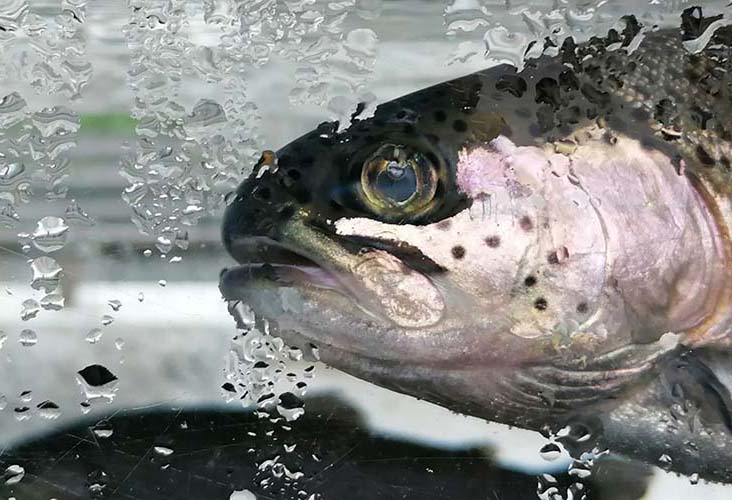 Fisch