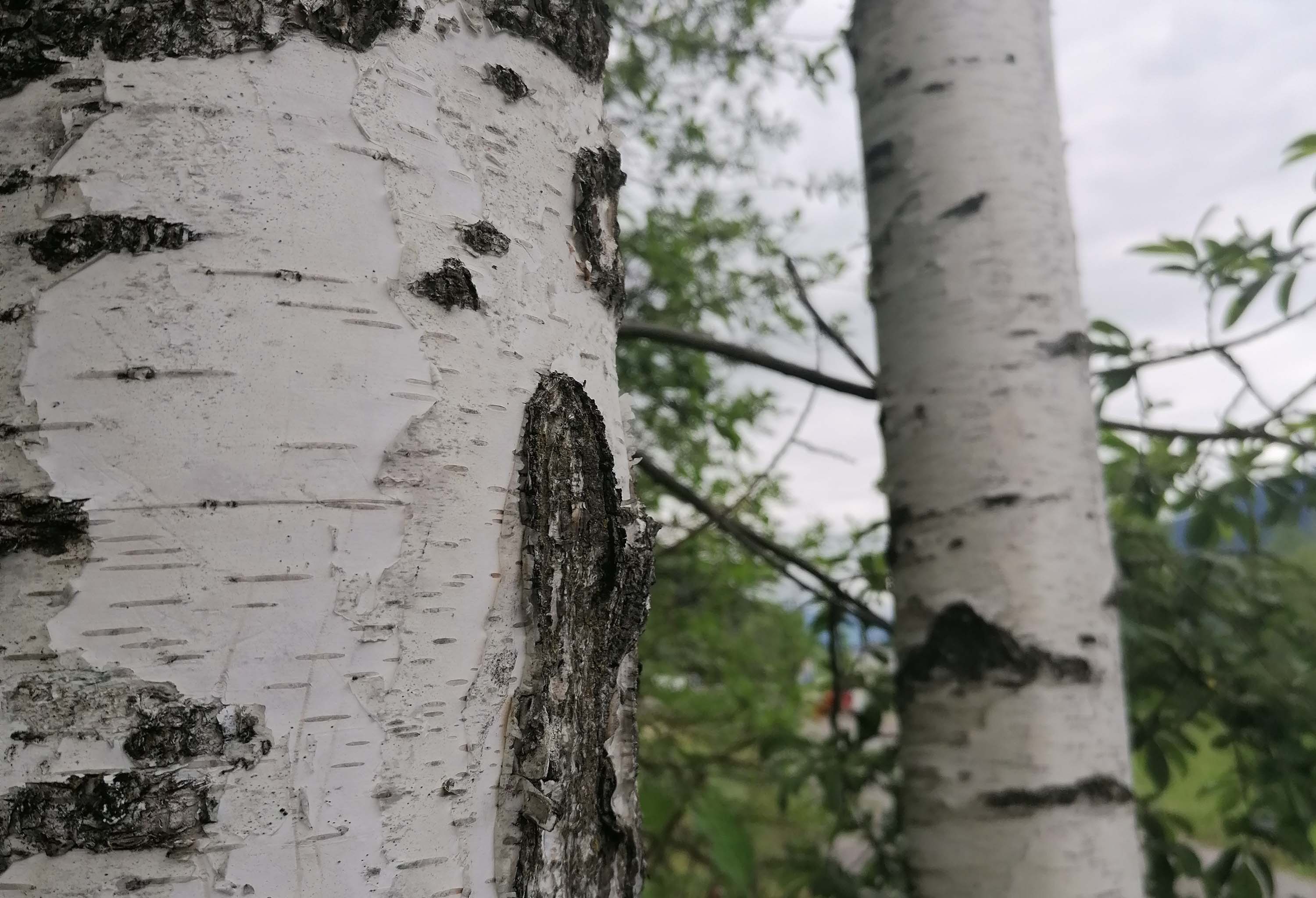 Baum