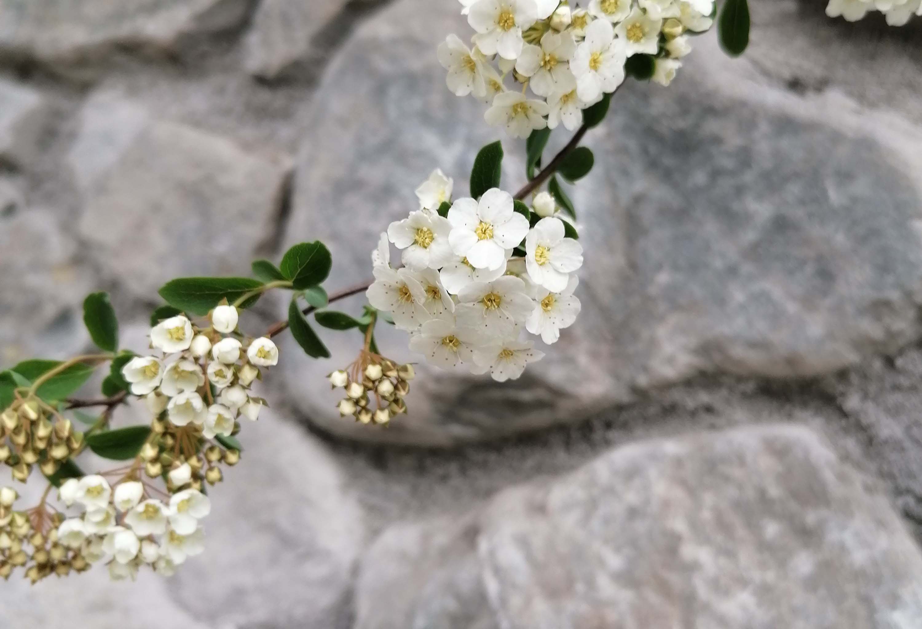 Blume